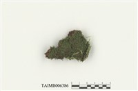 藏品(真苔屬)的圖片